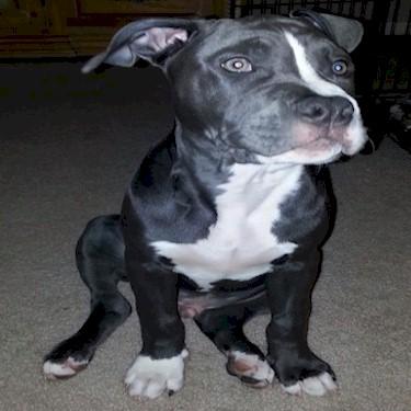 Apontes Capone front Pit Bull.jpg